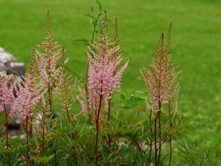 Shrubs with small pink flowers with blurry green background