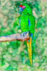 Great green macaw,digital art