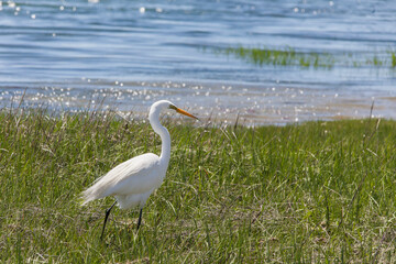 Great egret in grass near ocean