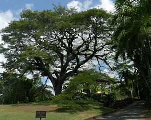 Wide shot of the 350-year old saman tree at the Romney Manor in St. Kitts, West Indies.