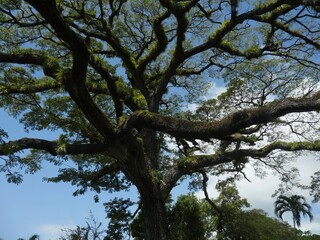 Big branches of the 350-year old saman tree at the Romney Manor in St. Kitts, West Indies.