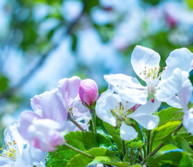 white spring flowers of Apple trees close up