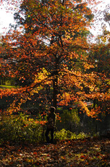 Naklejka premium Bel arbre aux couleurs d'automne flamboyante, silhouette d'un homme regardant au loin dans central park à new york city.
