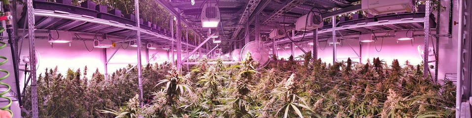Marijuana garden indoor grow area under artificial lights - 356681767