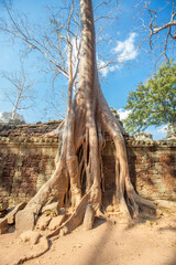 Obraz premium Ruins Ta Prohm temple and Banyan Tree Roots, Angkor Wat complex, Siem Reap, Cambodia.