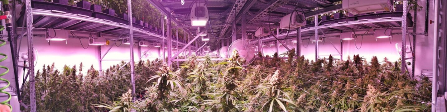 Marijuana garden indoor grow area under artificial lights © bellakadife
