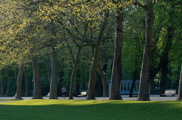 trees in the park