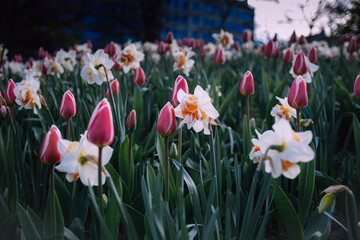 Fototapeta premium crocuses in spring