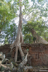 Fototapeta premium Ruins Ta Prohm temple and Banyan Tree Roots, Angkor Wat complex, Siem Reap, Cambodia.