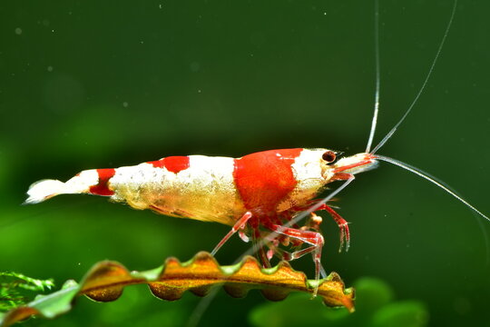 Extrem sch&ouml;ne wertvolle rote Caridina Garnelen in aufgesalzenem Osmosewasser im Aquarium 