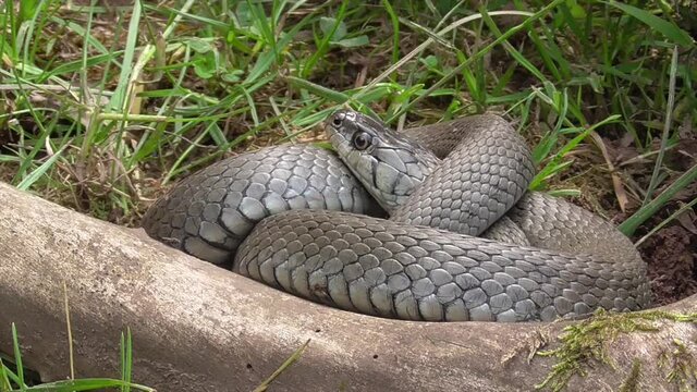 Ringelnatter oder Barrenringelnatter (oder Hybrid)