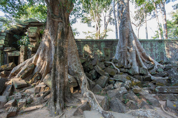 Ruins Ta Prohm temple and Banyan Tree Roots, Angkor Wat complex, Siem Reap, Cambodia.