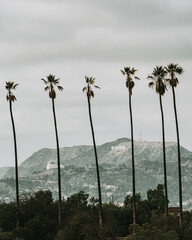 Palm Trees in Hollywood
