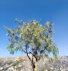tree in the mountains