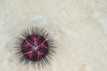 Top View of a Red Sea Urchin common Names of these Urchins include Radial Urchins and Fire Urchins....