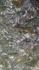 Many fierce fish are eating food.