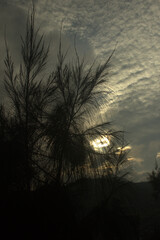 sunset in the forest