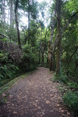 Levada dos Balcões