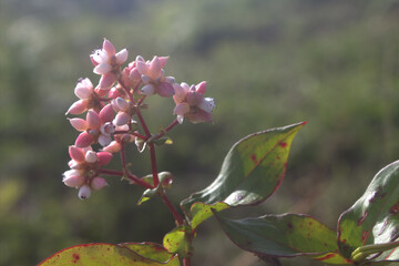 pink flowers in the forest