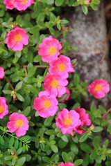 Common Purslane, Verdolaga, Pigweed, Little Hogweed or Pusley Pink in the garden.