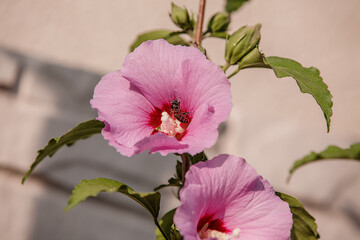 Obraz premium Pink hibiscus flowers on light background. Close up of pink hibiscus.