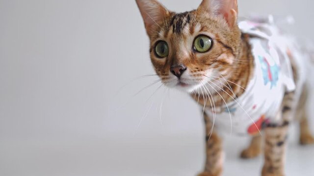 Bengal cat in a medical bandage on a dressing table in a veterinary clinic after sterilization