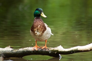Ente am See