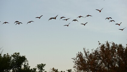 Silhouette of a flock of birds flying in the skies at twilight