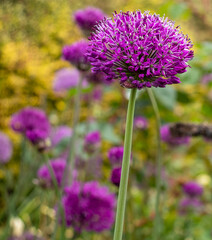 One deep purple allium flower i