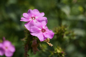 Obraz premium pink and purple flowers
