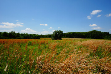 a tree in a field of grass and blue sky