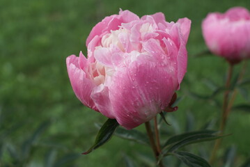 peony flower grows on a flower bed