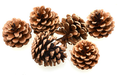 Pine cone on white