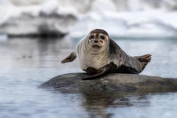 Deurstickers Baardrob Harbour seal on a rock in Svalbard