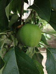 green apple on tree