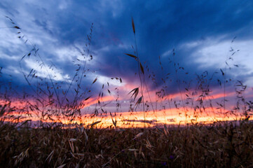 Dry grass sky summer sunset. Film grain.