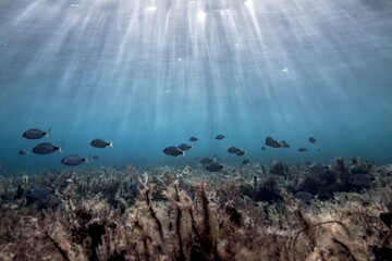Fototapeta na wymiar Seabream fish swimming on seabed in turquoise sunlit ocean water