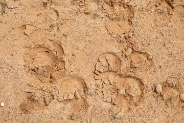 Fototapeta na wymiar footprint in sand