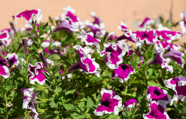 Obraz premium detail of primula flowers