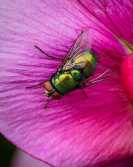 Green Blowfly on pink Sweet Pea Flower