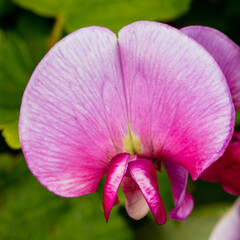 Pink Sweet Pea Flowers.