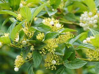 Cornus alba | Cornouiller blanc ou cornouiller de Tartarie au feuillage vert, ovale, ondulé, nervuré, ses grappes de petites baies rondes blanc pur, fleurs blanc crème
