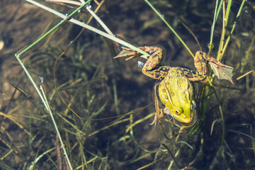 Frosch im See
