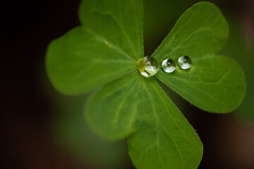 creative water drops on three leaf clover 