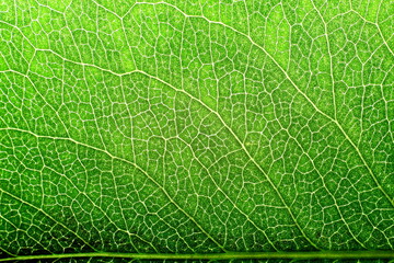 Obraz premium green leaf texture