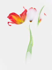 Red tulip in a bowl with milk. The concept of purity, tenderness, freshness, youth. Summer mood. Flat lay, copy space.
