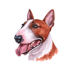 Watercolor illustration of a funny dog. Hand made character.  Portrait cute dog isolated on white background. Watercolor hand-drawn illustration. Popular breed dog.  Bull terrier