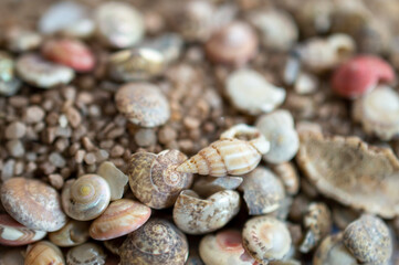 sea shells background