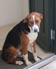 beagle cute puppy