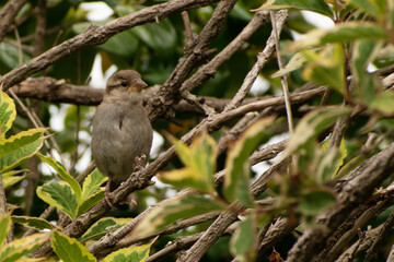 House Sparrow sitting on a tree branch